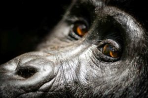 gorilla safari lodge uganda eyes