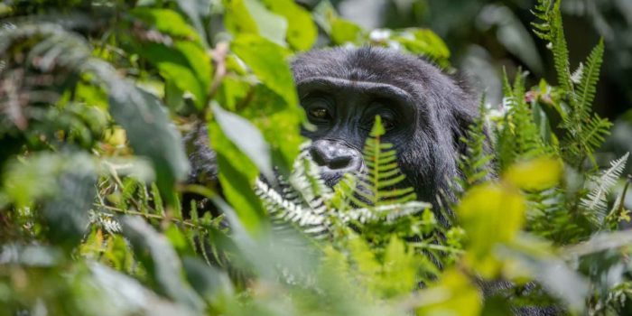 gorilla safari lodge uganda vegetation