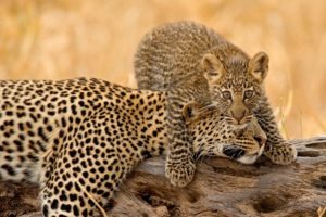 olivers camp tarangire leopard