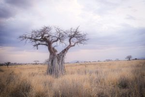 Ruaha leopard baobab 2