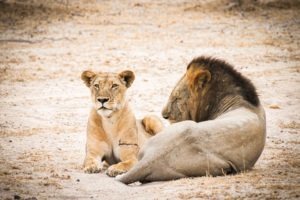 Selous lion mating