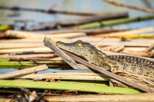 Xugana Island Lodge Baby Crocodile