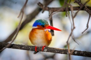 Xugana Island Lodge Birding