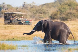 botswana makgadikgadi leroo la tau game drive elephant