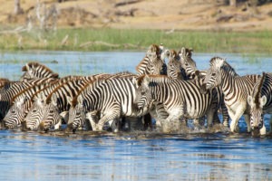 botswana makgadikgadi leroo la tau zebra drinking