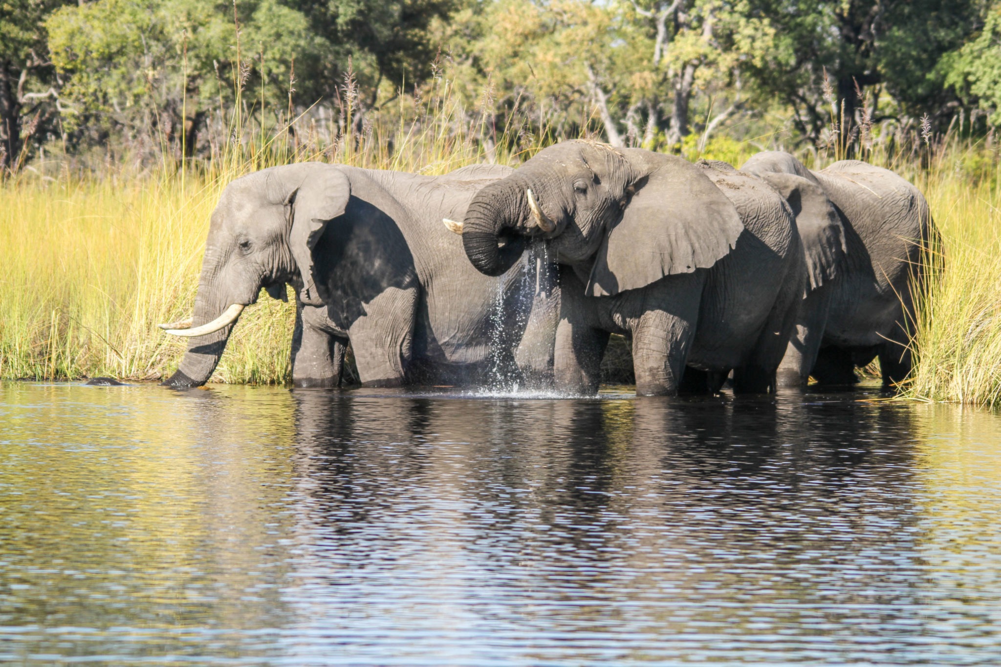 botswana okavango delta camp moremi elephants