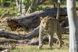 botswana okavango delta camp moremi leopard
