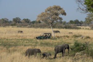 okavango delta botswana mapula lodge elephant