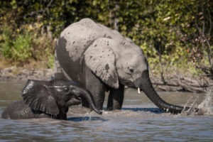 okavango delta botswana mapula lodge elephants