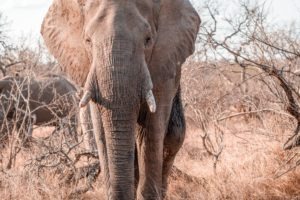 selati walking safari south africa elephant