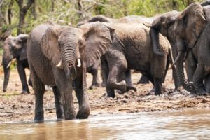 selati walking safari south africa elephants