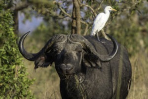 rwanda akagera magashi camp buffalo