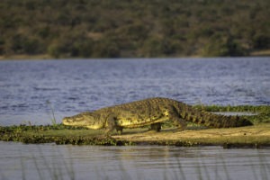 rwanda akagera magashi camp crocodile