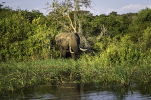 rwanda akagera magashi camp elephant