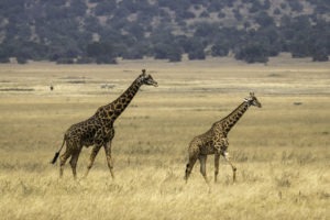 rwanda akagera magashi camp giraffe