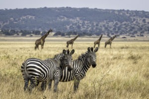 rwanda akagera magashi camp zebra giraffe