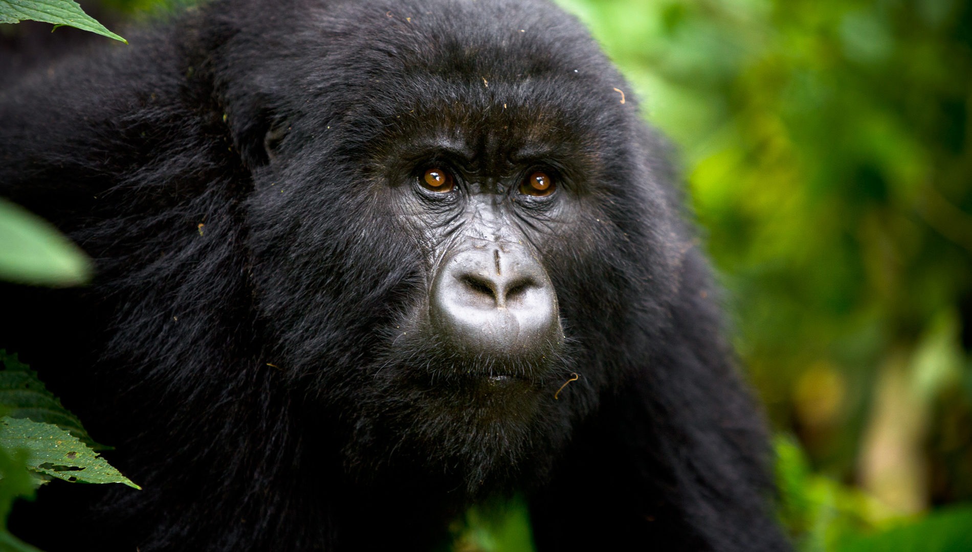 rwanda volanoes virunga lodge gorilla