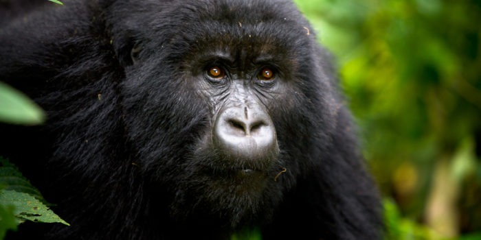 rwanda volanoes virunga lodge gorilla
