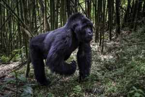 rwanda volcanoes bisate lodge big gorilla