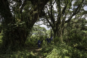 rwanda volcanoes bisate lodge forest