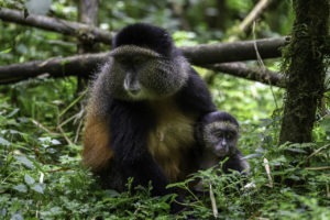 rwanda volcanoes bisate lodge golden monkey baby