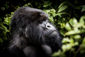 rwanda volcanoes bisate lodge gorilla1