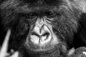 rwanda volcanoes bisate lodge gorilla3