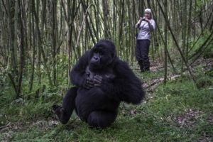 rwanda volcanoes bisate lodge guest gorilla