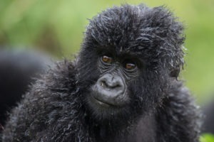 rwanda volcanoes bisate lodge young gorilla
