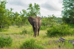 south africa greater kruger elephant