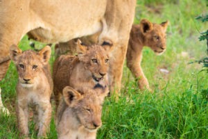 south africa greater kruger lion cubs