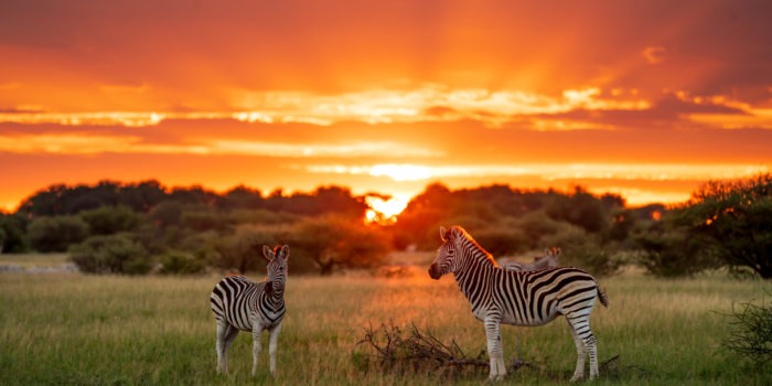 botswana sunset zebras frank photo