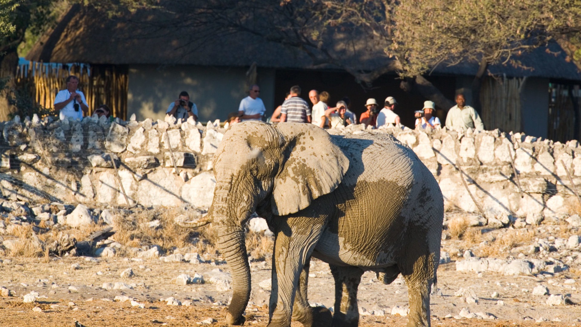 46 Okaukuejo Camp Okaukuejo Etosha Namibia elephant waterhole