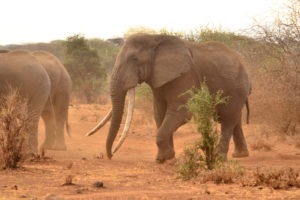 Elephant big tusker camp ya kanzi chyulu