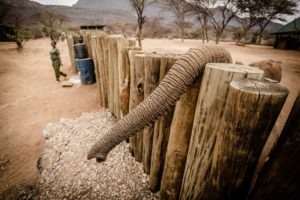Elephant trunk at Reteti by Stuart Butler Saruni Rhino Kenya