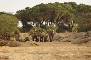 Elephants in front of the bandas at Saruni Rhino Saruni Rhino Kenya