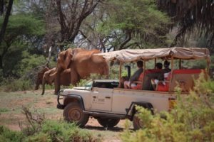 Game drive elephant Saruni Samburu Kenya
