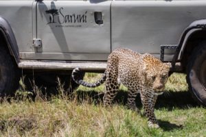 Leopard and Saruni car by Kellie Netherwood Saruni Wild Masai Mara Kenya