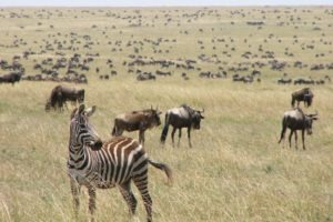 Masai Mara Great Migration Saruni Wild Masai Mara Kenya