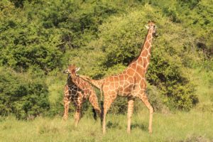N6eilfIo Meru Wilderness Kenya giraffe fighting