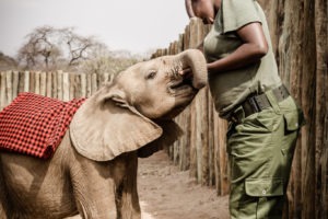 Reteti Ellie with blanket and keeper by Stuart Butler Saruni Rhino Kenya