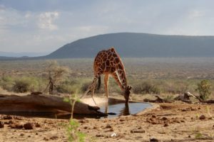 Reticulated giraffe at the waterhole Saruni Samburu Kenya