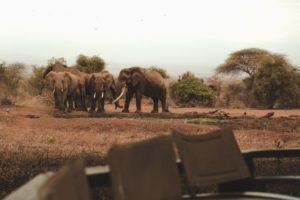 TMC 5542 Tawi Amboseli Kenya elephants