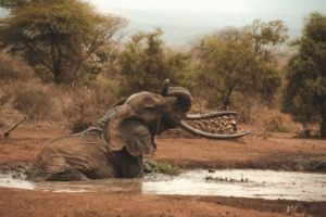 TMC 5643 Tawi Amboseli Kenya elephant