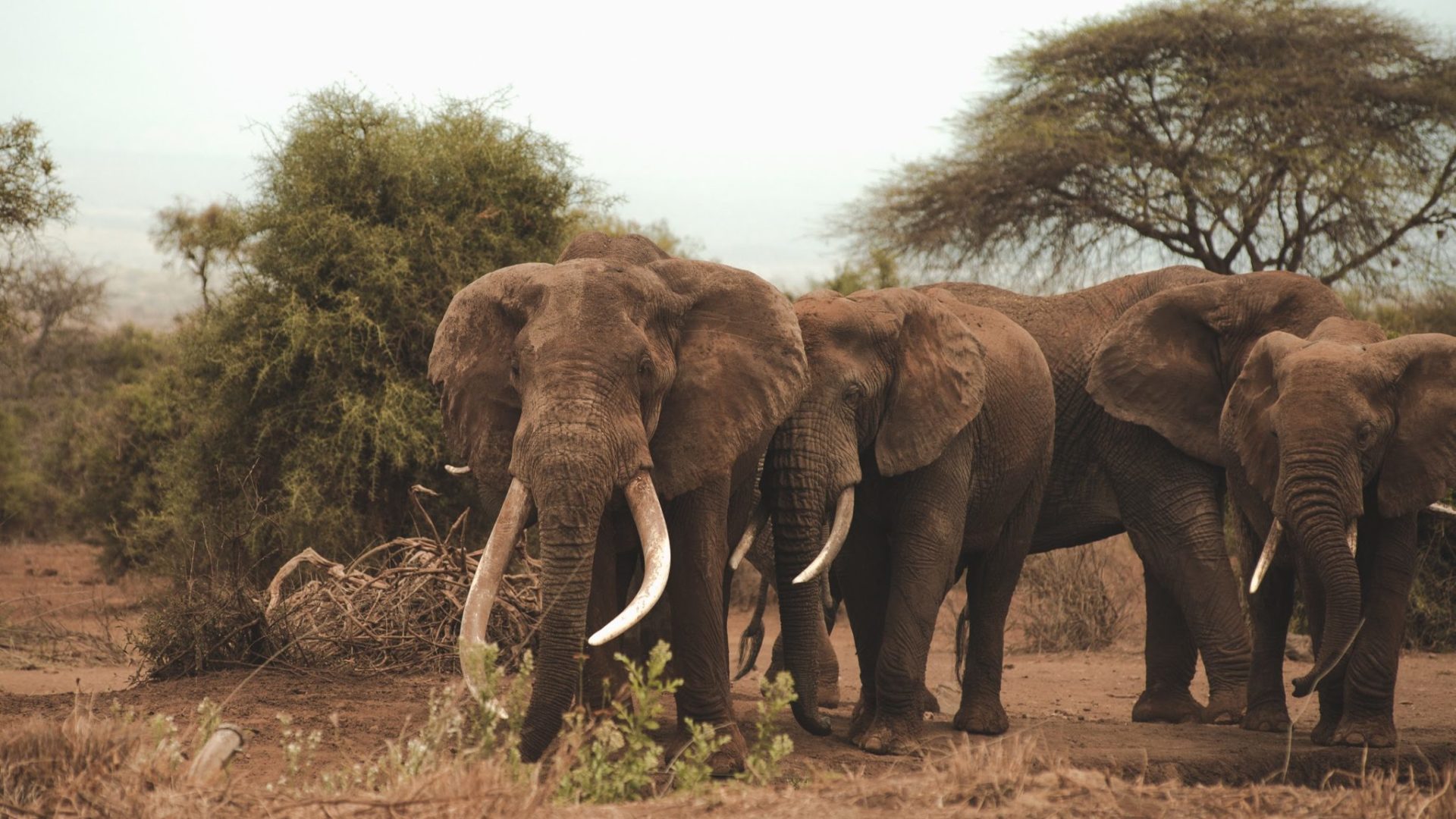 Tawi Amboseli Kenya Elephants