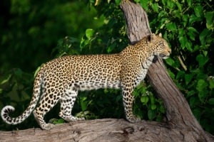 botswana okavango delta chitabe camp leopard