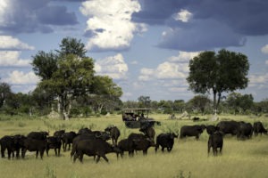 botswana okavango delta little vumbura camp buffaloes gamedrive
