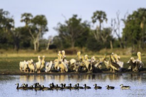 botswana okavango delta qorokwe camp birdlife