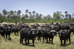 botswana okavango delta qorokwe camp buffaloes