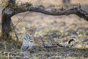 botswana okavango delta qorokwe camp leopard